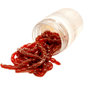 Brown Perch Bloodworm 80 201