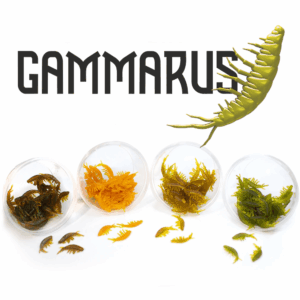 Gammarus